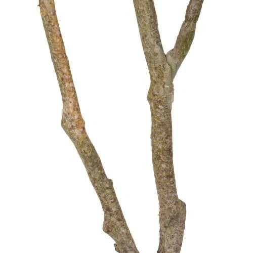 Ukrasna Biljka 116 cm Zelena PVC Ozols Cijena