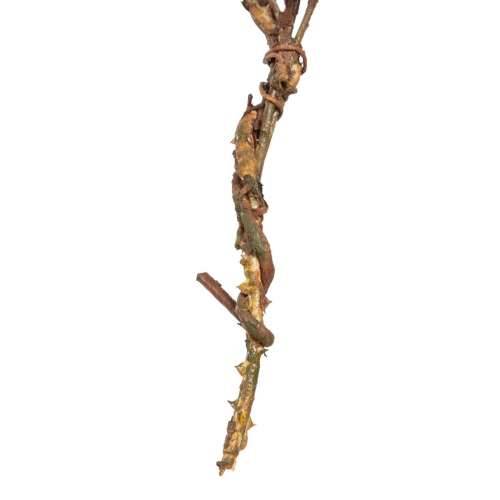 Ukrasni Cvijet Zelena Roza 30 x 10 x 91 cm Cijena