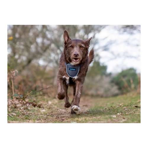Orma za pse Company of Animals CarSafe Crna L Cijena