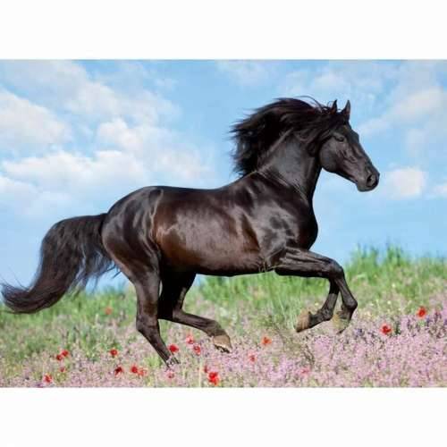 Puzzle Ravensburger 12803 Black Stallion XXL 200 Dijelovi Cijena