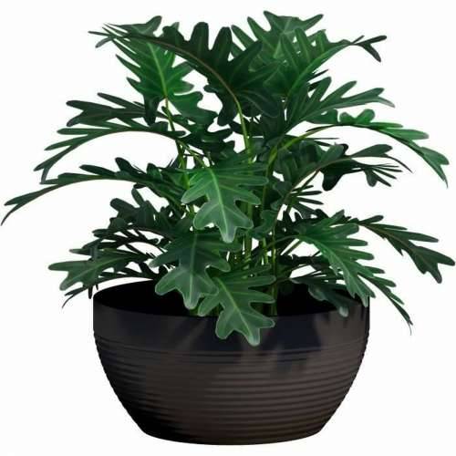 Posuda Garden ID Crna 30 x 14 cm Cijena