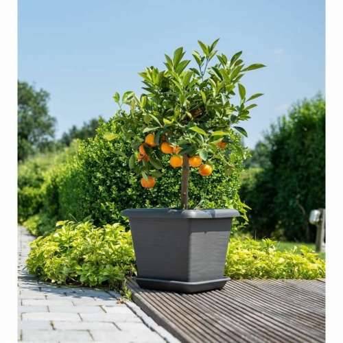 Posuda Garden ID Antracitna Kvadratno Kameni efekt 40 x 35 cm Cijena
