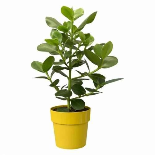 Posuda Elho Oker Ø 30 cm Cijena
