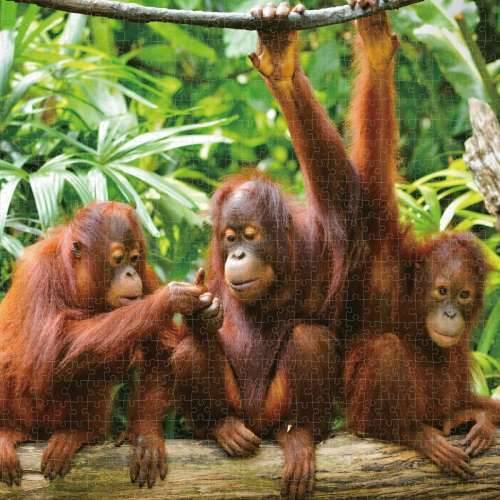 Puzzle Colorbaby Orangutan 6 kom. 68 x 50 x 0,1 cm Cijena