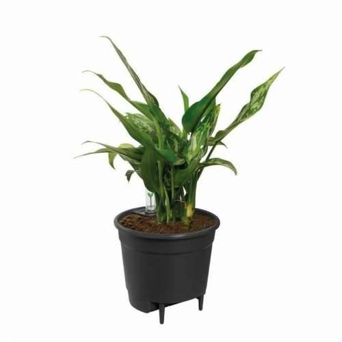 Tegla za samozalijevanjem Elho Insert 28 Crna Plastika 27,7 x 27,7 x 25,5 cm Cijena