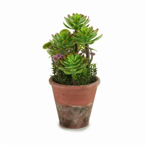 Ukrasna Biljka Ibergarden XD16-849 Plastika Sukulent 16 x 23 x 16 cm (12 kom.) Cijena
