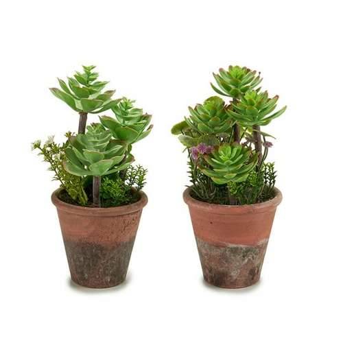 Ukrasna Biljka Ibergarden XD16-849 Plastika Sukulent 16 x 23 x 16 cm (12 kom.) Cijena