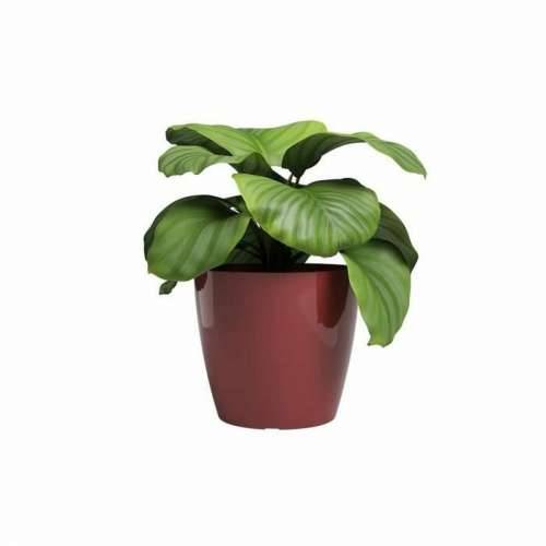 Tegla za biljke Artevasi SAN REMO Tamno crvena Ø 36 cm (4 Dijelovi) Cijena