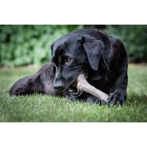 Grickalo za pse Nylabone Smeđa Maslac od kikirikija XL Cijena