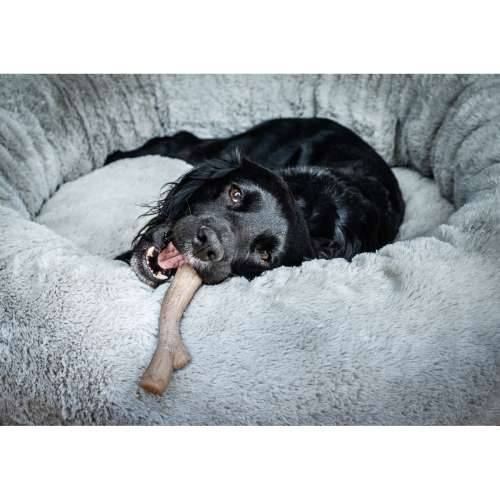 Grickalo za pse Nylabone Smeđa Maslac od kikirikija XL Cijena