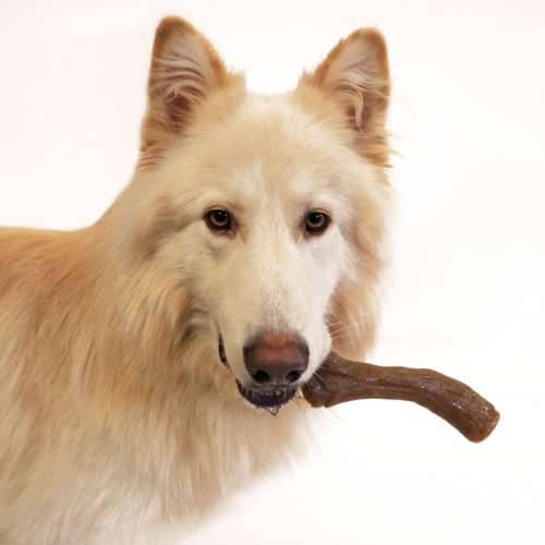 Grickalo za pse Nylabone Smeđa Maslac od kikirikija XL Cijena