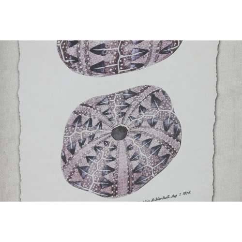 Slika Home ESPRIT Koraljni 35 x 2 x 45 cm (9 kom.) Cijena