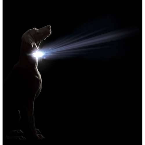 Ogrlica za pse Dog Gone Smart Crna L Svjetlo Cijena