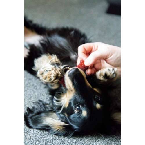 Kost Nylabone Smeđa Bacon XS 2 kom. Cijena