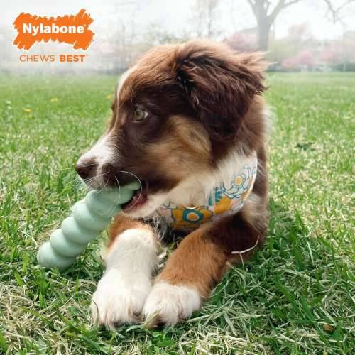 Grickalo za pse Nylabone SENSORY TACTILE STICK Zelena Maslac od kikirikija Bacon S Cijena