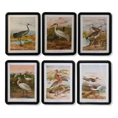 Slika DKD Home Decor Kristal Drvo MDF ptice (40 x 50 x 1,8 cm) (6 kom.) Cijena