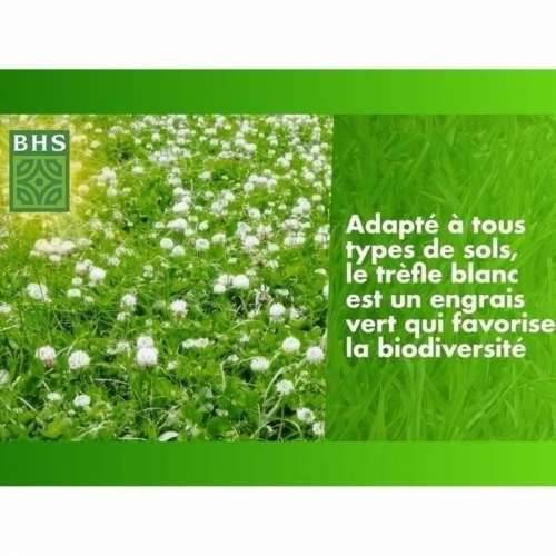 Zrna/žitarice BHS Trèfle Blanc 500 g Cijena
