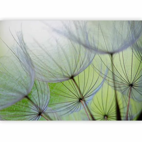 Foto tapeta - Fleeting moments 500x350 Standard Cijena