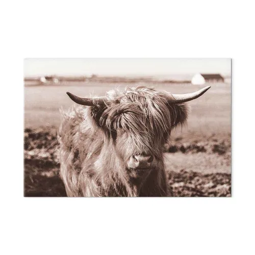 Slika - A Scottish Cow in Sepia 30x20 Standard Cijena
