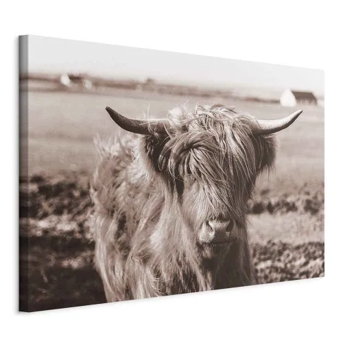 Slika - A Scottish Cow in Sepia 30x20 Standard Cijena