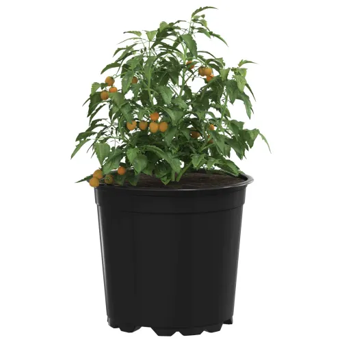 Okrugla saksija za cveće 100 kom. Crna Ø 15 x 13 cm Plastika - Crna 100 15 cm Cijena
